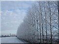 TL4790 : Row of Poplar trees covered in hoar frost by Richard Humphrey