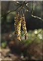 Catkins, Cockington valley