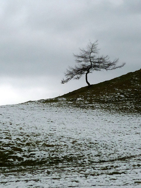 A larch on Windyhowe Hill
