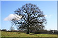 SU8829 : Field tree above Highbuilding by Hugh Craddock