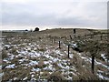 Rough ground, Poniel