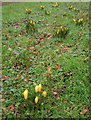 Crocuses, Abbey Gates