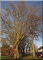 SX9164 : Plane trees, Torquay by Derek Harper