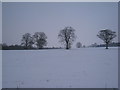 Snowy fields near Sainsbury