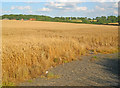 Arable Land at Park Leys Farm