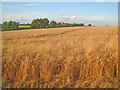 Wheat field near Park Leys