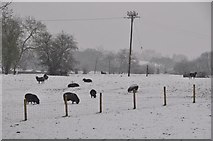 SS9712 : Tiverton : Grassy Field & Sheep by Lewis Clarke