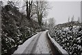 Mid Devon : Country Lane