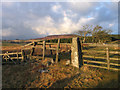 Fence with gate on bridleway