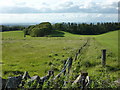 Towards Williamgill Wood