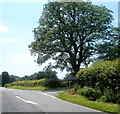 Tree at a right turn for Llansadwrn