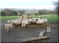 Sheep at Sneaton