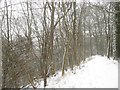 Footpath, Coney Wood