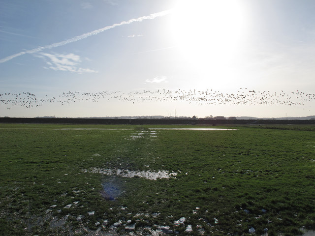 Birds cross the winter sun