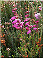 SY9787 : Dorset Heath (Erica ciliaris) by Phil Champion