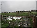 Cattle pens by Loch Gelly