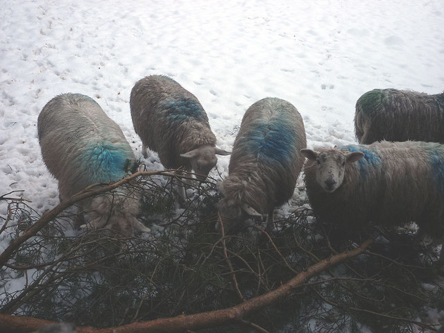 Hungry sheep in the snow