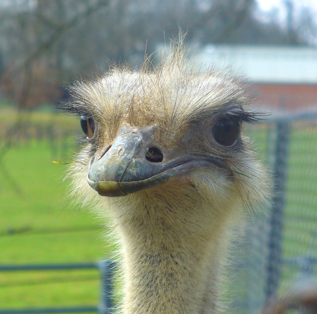 Ostrich - Whipsnade Zoo