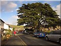 Cedar tree, Bovey Tracey