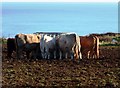 SZ6385 : Cattle feeding, Culver Down by nick macneill