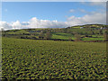 View to Fridd y Mynydd