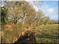 Footpath by Nant Meifod 