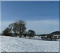 Field boundary at The Hale