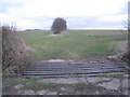 Cattle grid and hedge