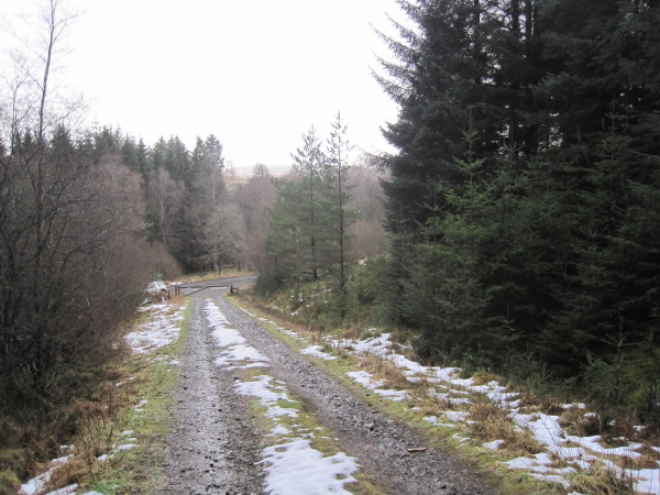 Forest Track near Sidwood