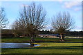 Trees and pond in field beside Wick Lane