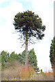 Monkey Puzzle tree