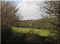 Sheep north of Hutcherleigh