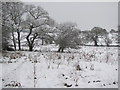 Fields north of Pentrebane