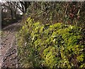 SX7751 : Moss by the track, Stanborough by Derek Harper
