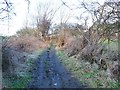 Rough road below Throckley