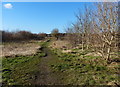 Path to Windrush Drive, Oadby