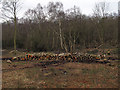 Cut logs on Lingwood Common