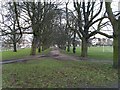 Avenue of trees on Clapham Common