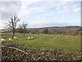 Ridge and furrow pasture, Ardens Grafton