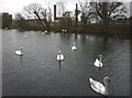 SD3078 : Swans on the Ulverston Canal by Karl and Ali