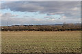 Fields near Edmondthorpe Lodge