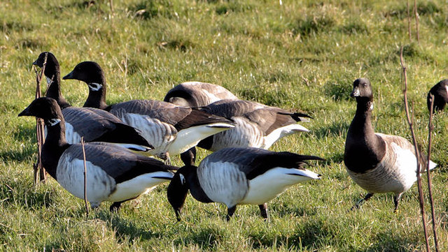 Pale-bellied geese, Helen's Bay