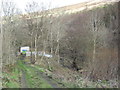 Woodland near Cwm