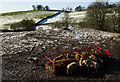 Brockloch Sheep