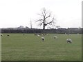 Flock of sheep, south of Bar Lane