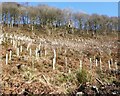 New forestry plantation, below Oxgrove