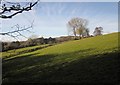 Field boundary and trees near Halscombe