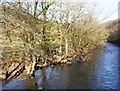 The River Exe at Highleigh Bridge