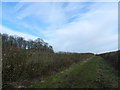 Bridleway east of Hoe Hill