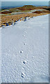 NT8118 : Fox tracks at Craik Moor by Walter Baxter